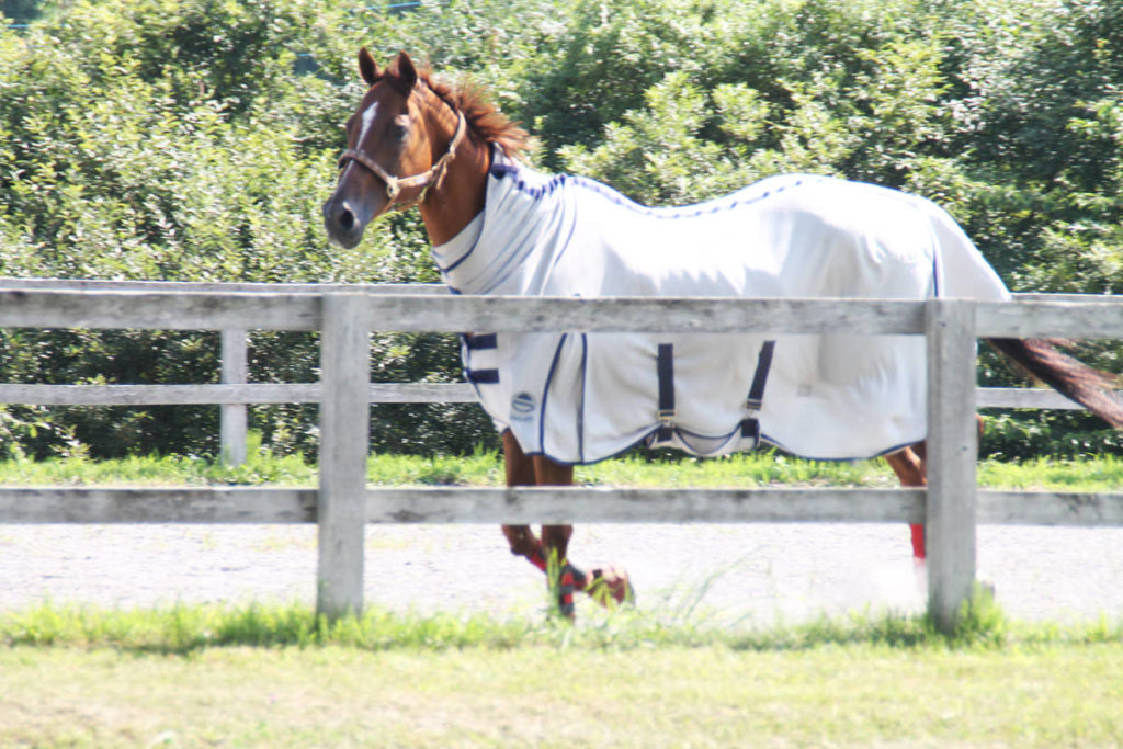 谷口牧場養老牧場で走る馬の写真