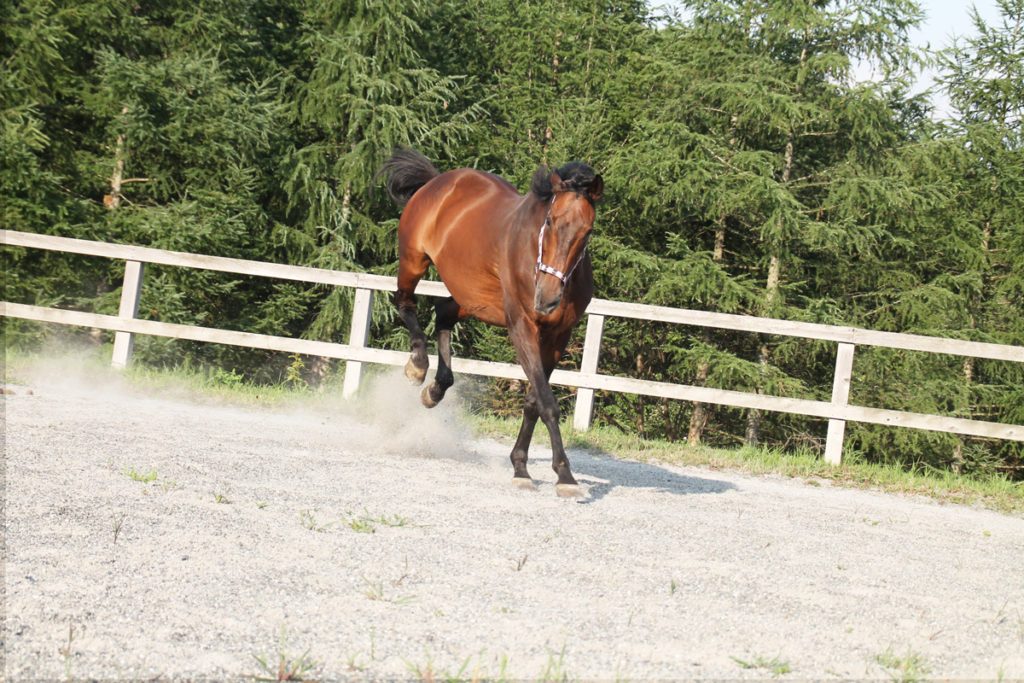 谷口牧場養老牧場で走る馬の写真