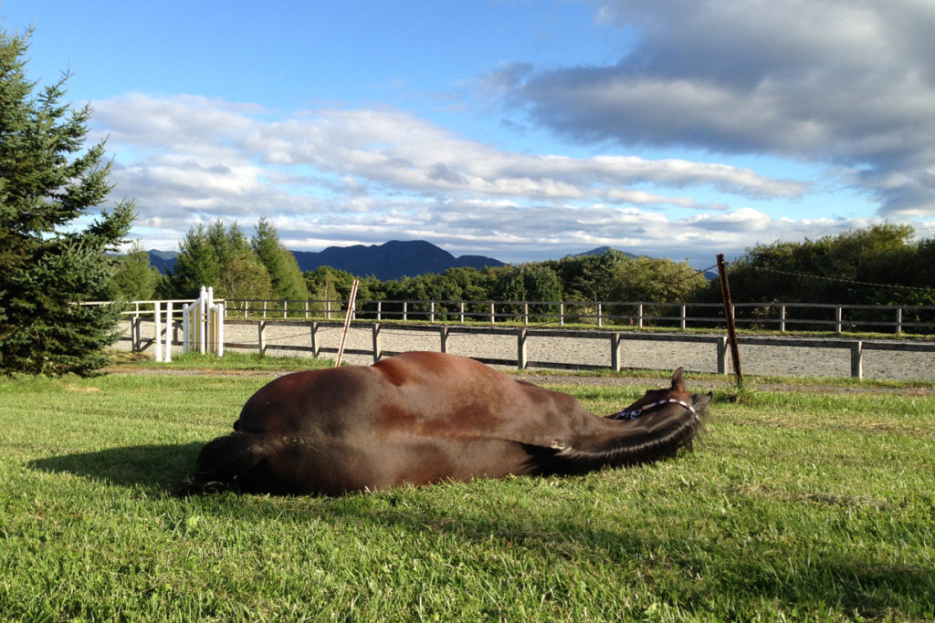 谷口牧場養老牧場で寝る馬の写真