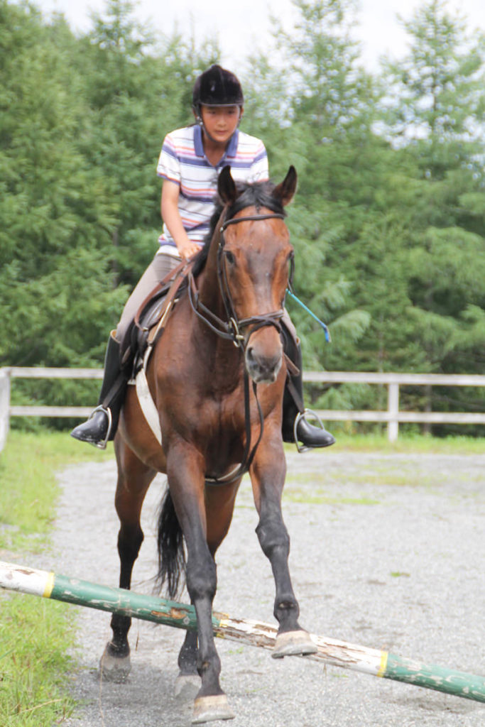 谷口牧場養老牧場で走る馬の写真