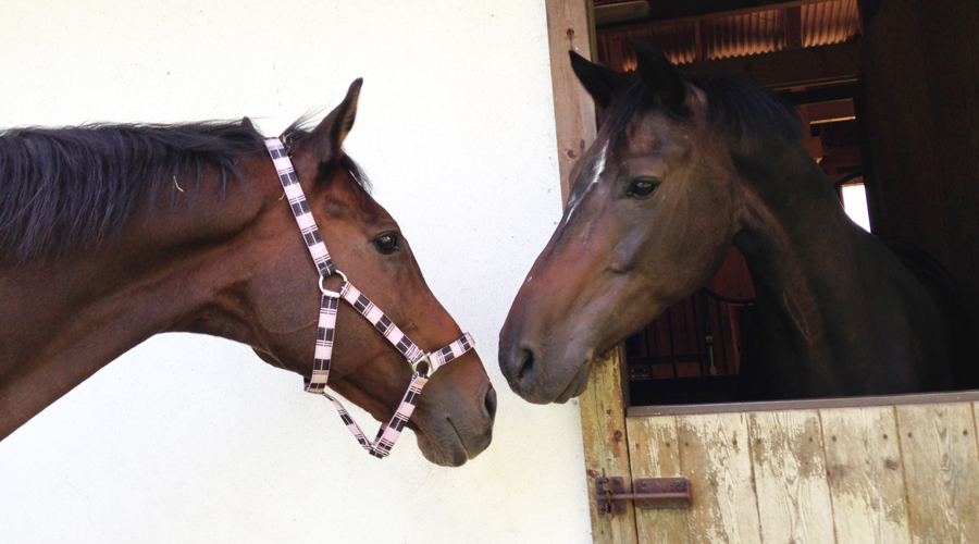 谷口牧場養老牧場で馬2頭の写真