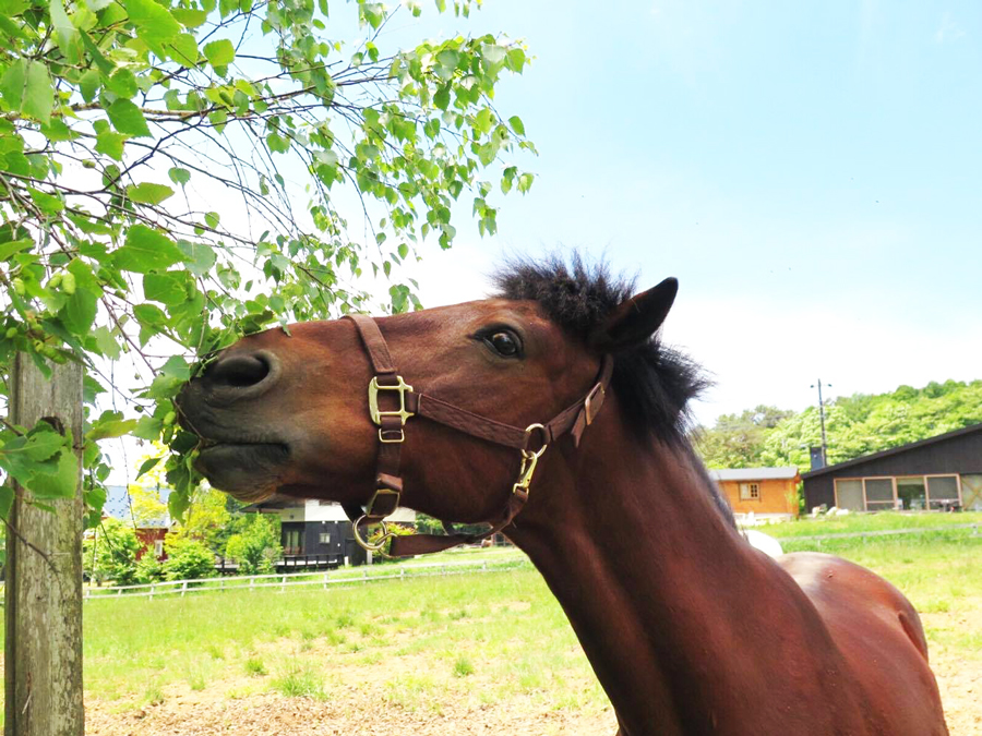 谷口牧場で草を食べる馬の写真