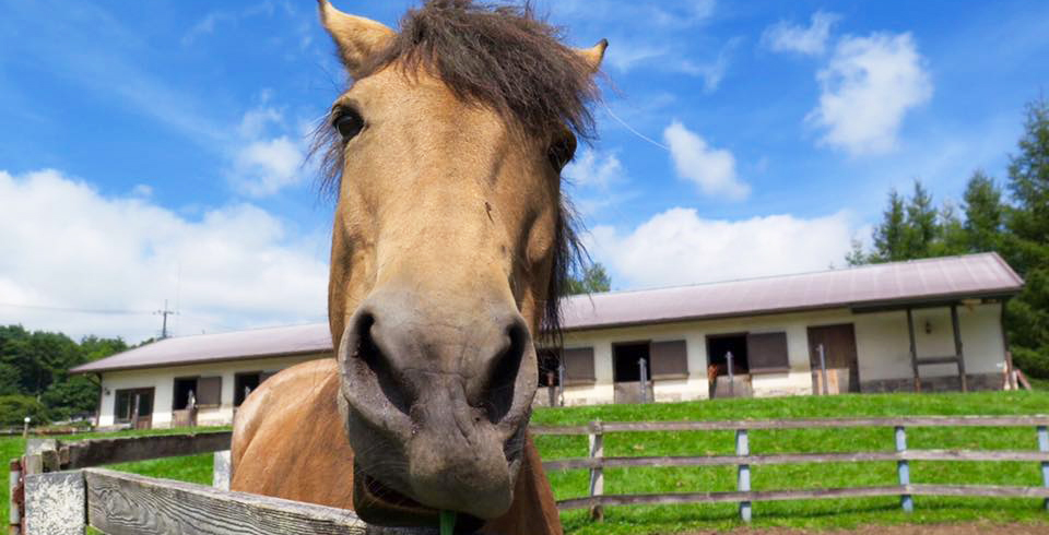 谷口牧場養老牧場でかわいい顔をする馬の写真
