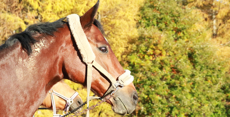 谷口牧場養老牧場で景色を見る馬の写真